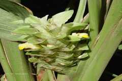 Curcuma longa